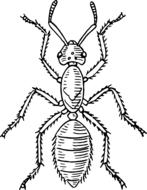 drawing of big ant insect