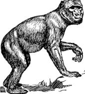 animal ape barbary drawing