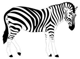 stripes wild zebra drawing