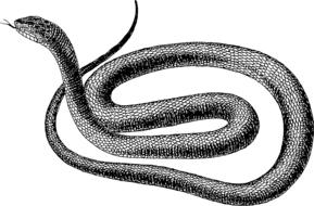 wild black snake drawing