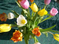 Tulip Bouquet Colorful Tulips Cut
