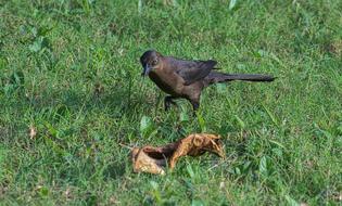 Bird on green grass