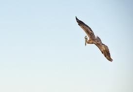 Flying Bird view