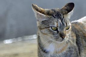 photo of a tiger cat with pinned ears