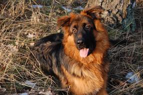 Dog Forest Winter grass