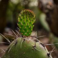 Mexico Cactus Plants drawing