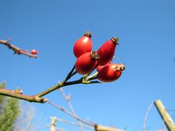 Rose Hip Sky Wild