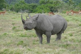 rhino walking on safari