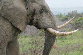 Elephant Kariega Animals