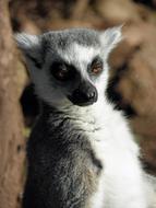 goodly Lemur Mammal Primate