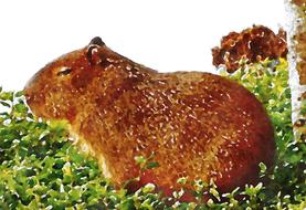 kapipara watercolor animal cute