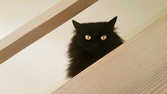 goodly Cat Black