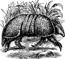 black and white image of an armadillo