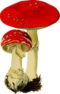 fungus hallucinogenic mushrooms