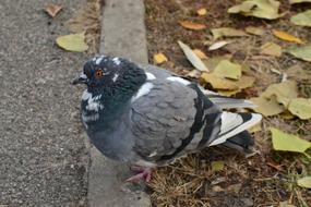 Dove Autumn Leaves