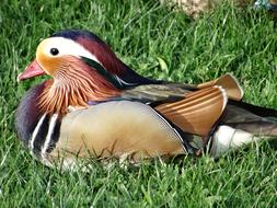 Duck colorful Plumage on grass