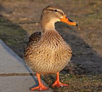 Beautiful brown duck walks along a paved path in light in winter