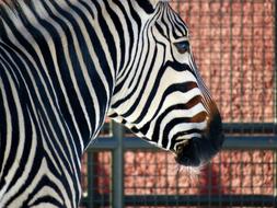 Zebra, animal with Stripes