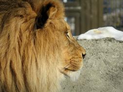 profile portrait of a lion on a blurred background