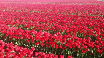Tulips Red