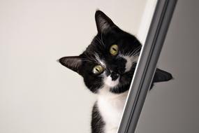 black and white domestic cat hiding behind furniture