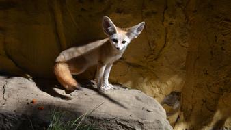 goodly Fennec Fox Zoo