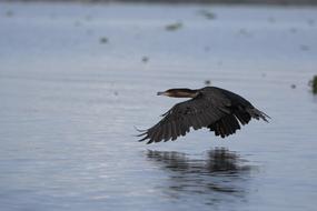 black bird flies over a pond in Kenya