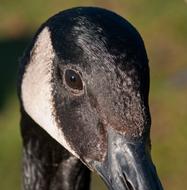 Canada Goose Bird Close
