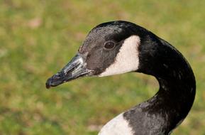 hoto portrait of black and white canadian goose