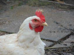 fabulous Chicken Hof Village