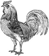 rooster, vintage black and white drawing