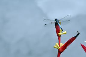 Dragonfly red flowers