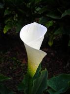 Calla, Calla palustris, white blossom at deep green background