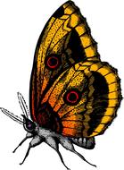 impressively beautiful butterfly insect drawing