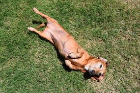 brown dachshund is basking in the sun