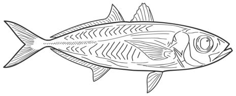 drawn fish in a biology textbook