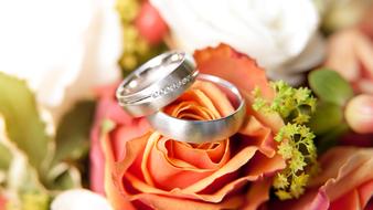 Rings Rose Bloom Bride