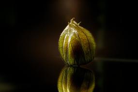 Physalis Macro Close Up