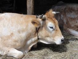 the cow is unusual on the farm