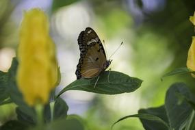 goodly Butterfly Leaf Natural