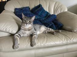 fabulous Simese Cat