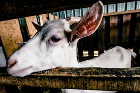 White Goat in stall