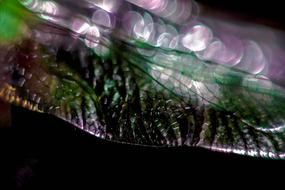 goodly Dragonfly Wing Purple