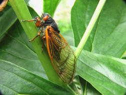 Cicada Insect Bug