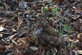 Bird Of Prey Leaves