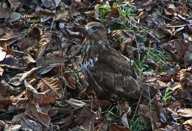 bird of prey on dry autumn foliage