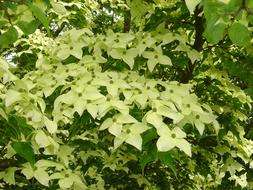 Tree Flowering Botanical