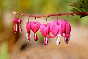 Flowers Pink bells