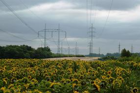 Energy Sky Sunflower