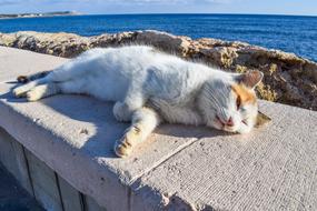 Cat resting on stone at sea